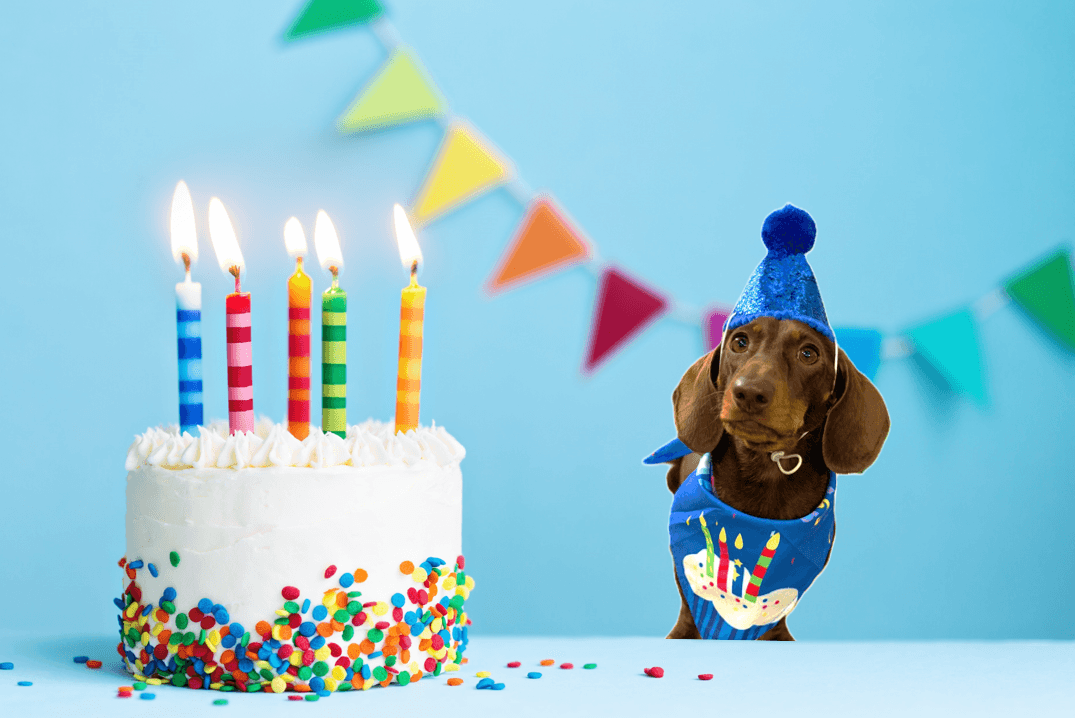 Party Packages - Includes puppuccinos on arrival, a party bag for each dog, party decor, props and disco lights.